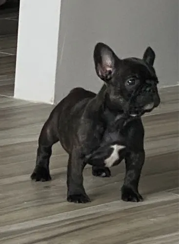 Bulldog Francês fêmea pose e elegância