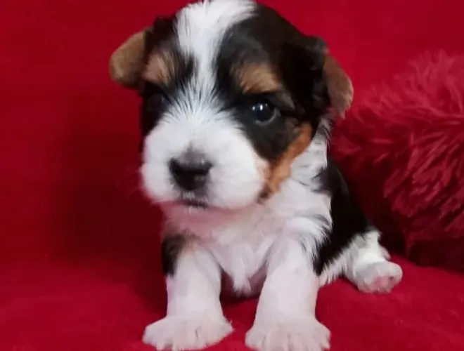 Biewer Terrier macho e fêmeas Super Pequenos, Ideal para Ambientes Internos