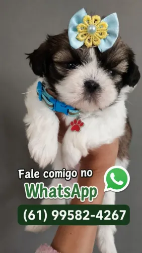 Shih tzu