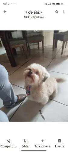 Shih Tzu. Dois anos e meio