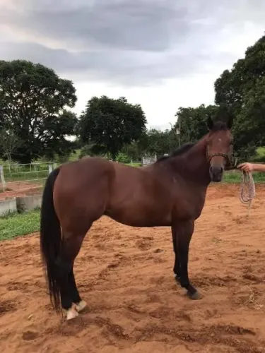 Cavalo Mestiço