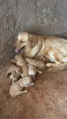 Ninhada de golden retriever
