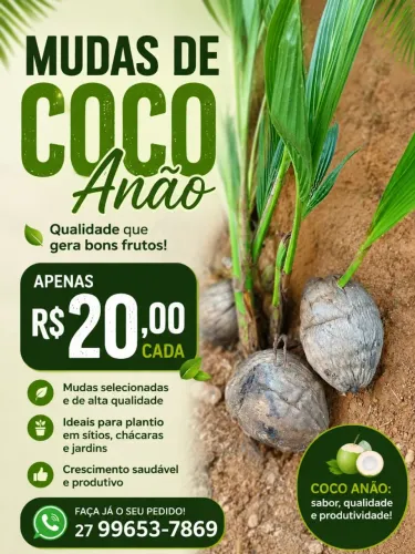 Mudas de coco 