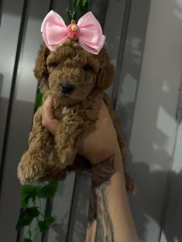 Poodle Toy pronto para novo lar