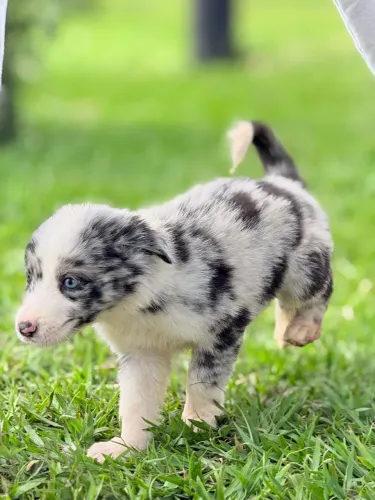 Filhote Border collie: macho merle