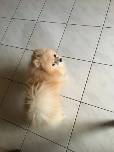 Doação de Lulu da Pomerânia