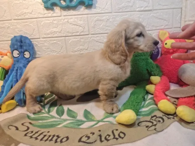 dachshund teckel pelo longo 
