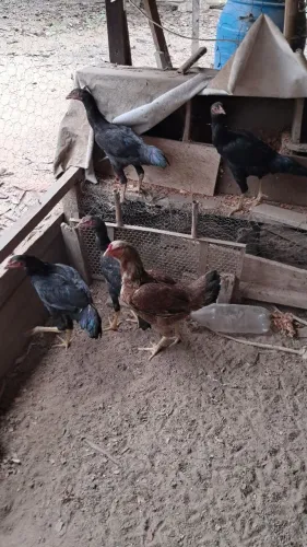 Galinhas Caipira