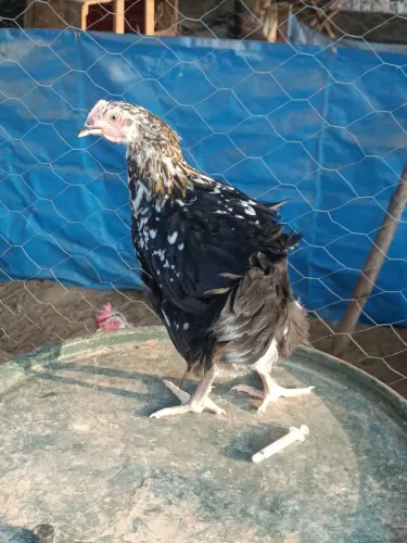 Frangas selecionadas GSB Balao sertanejo. 70 dias de vida. 