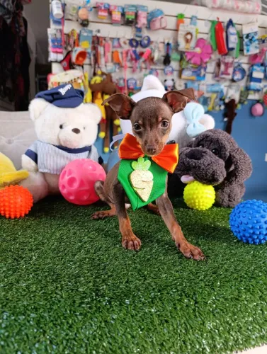 Pinscher chocolate machinho na promoção 