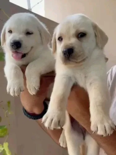 Filhotes de Golden Retriever | Um mundinho de amor peludo.