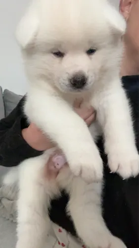 Filhote Akita Inu com pedigree