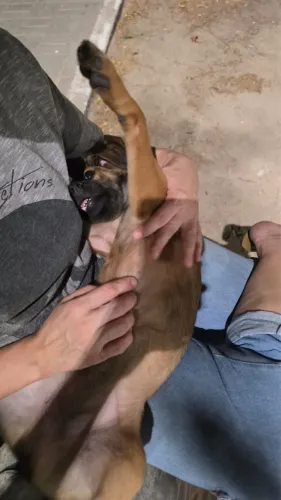 Cachorrinha para adoção responsável