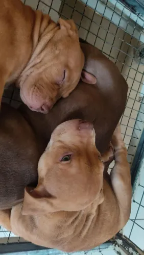 Pit Monster 