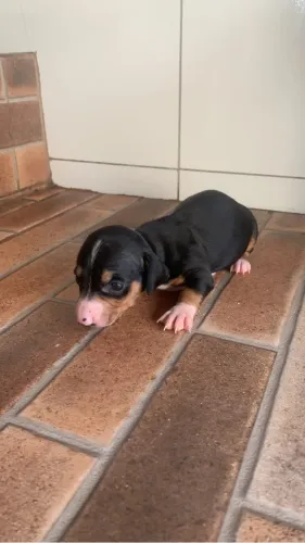 Filhotes Basset 