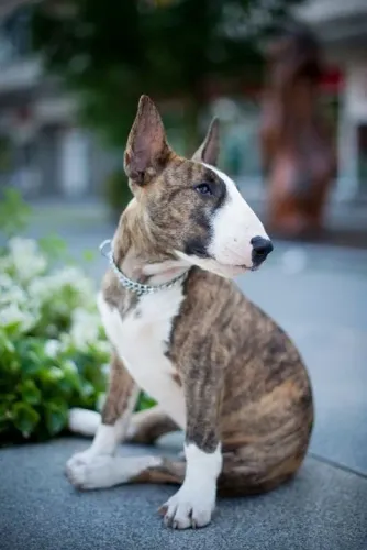 Bull Terrier Inglês Um vínculo que se fortalece no convívio