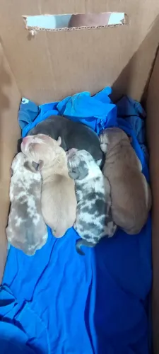 Filhotes american bully 