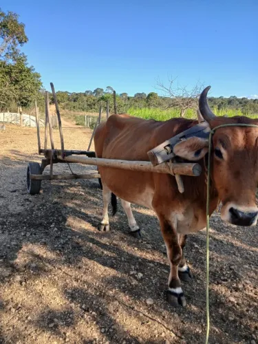 Vendo boi de charrete
