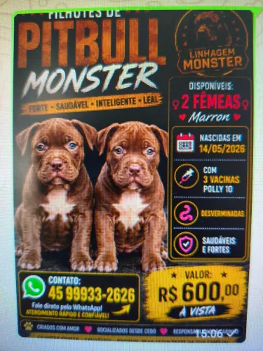 Duas Fêmeas Pitbull Monster