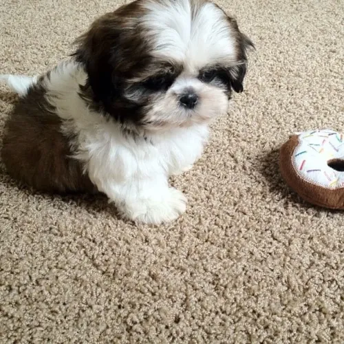 Lhasa Apso fêmea venha presentear quem você ama