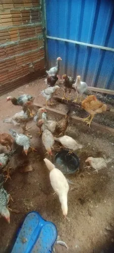 Vendo frangos