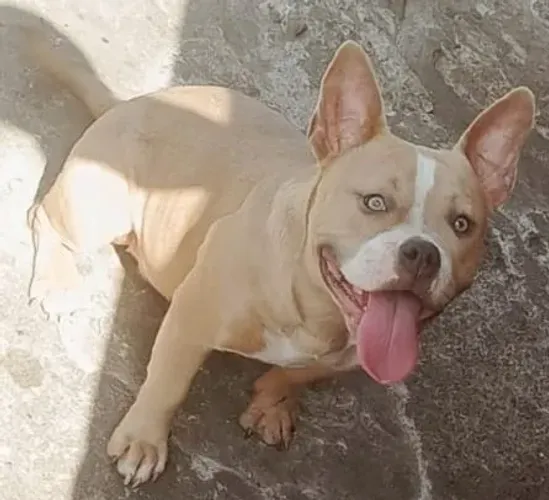 Animais