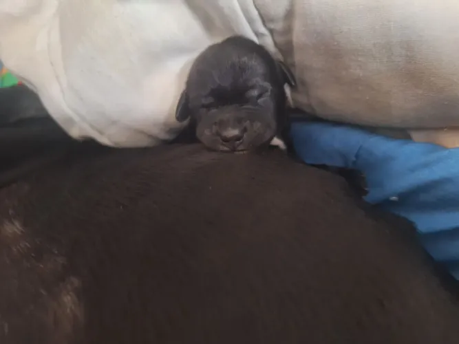 Pet bebê pincher com muito amor(pincher misturado