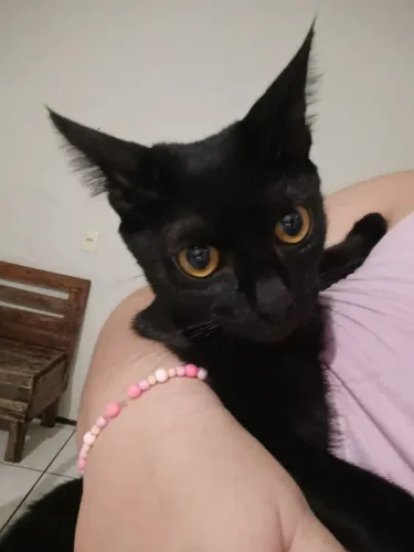 Gatinha Pretinha para adoção responsável
