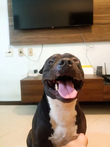 Doação American bully 