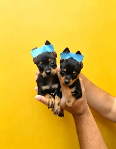 Pinscher 