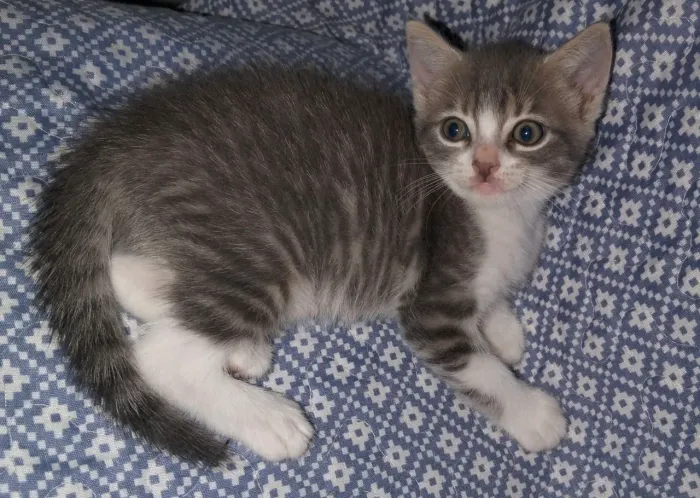 Gatas Filhotes para adoção 