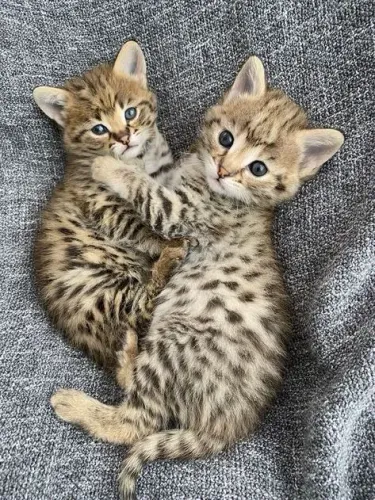 Bengal Gato leopardo