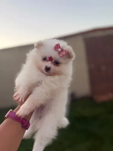 SPITZ ALEMÃO FEMEA ANÃO