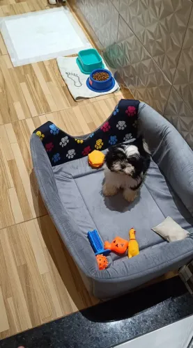 Vendo cachorro shih Tzu filhote , 3 meses
