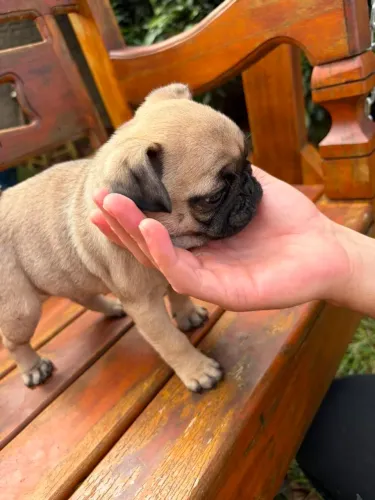 Pugs filhotes 