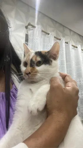 Filhota de gato com 6 meses