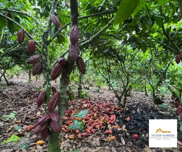 Áreas à venda em rua pública, SERRA GRANDE, Uruçuca, BA