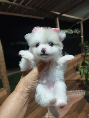 Filhote lulu da Palmeirânia fêmea 