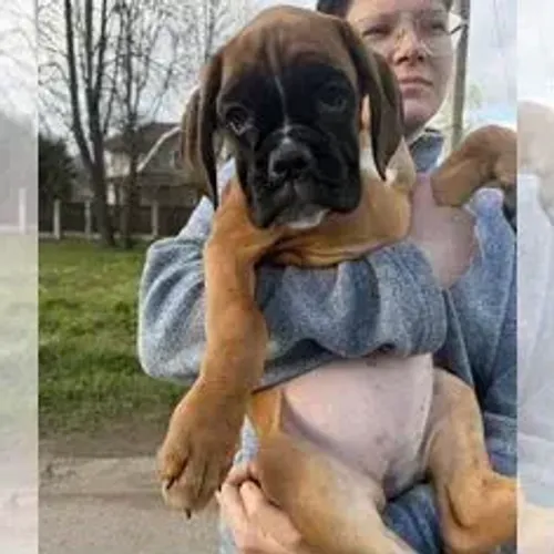 Boxer,Boxer Filhote Top Padrão da Raça
