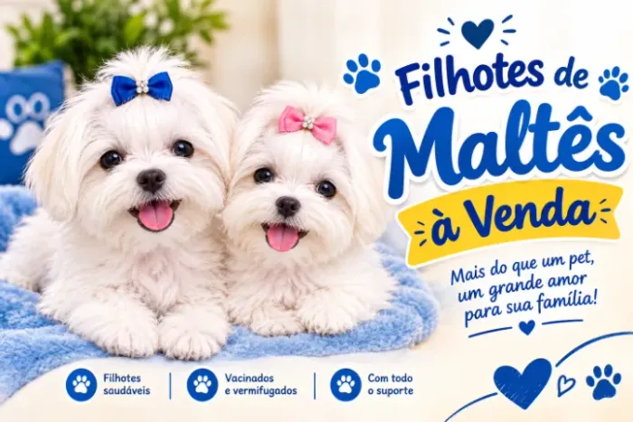 Maltês Mini Filhotes Deslumbrantes.