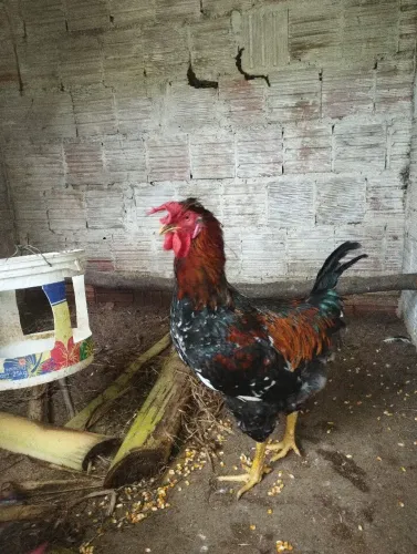 Frangos da raça GSB