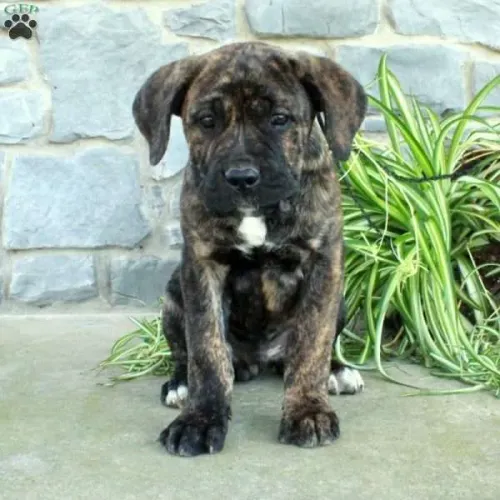 Cane corso | Leve alegria pra sua casa 