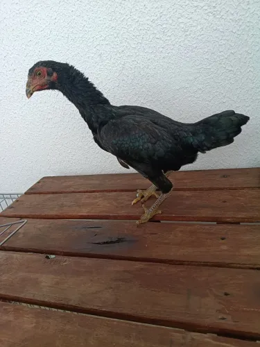 Franga Ko Shamo