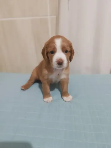 Cachorro beagle/ salsicha