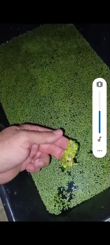 Planta aquática 