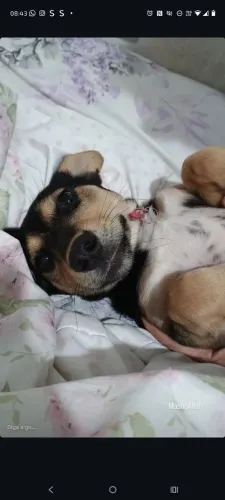 Cachorrinha de 2 anos para adoção.
