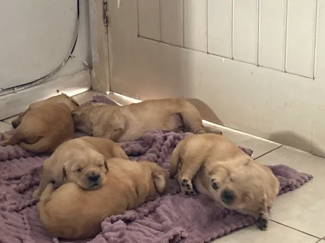 Filhotes de golden retriver