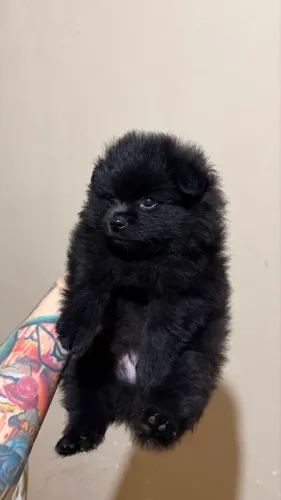 Spitz alemão com pedigree