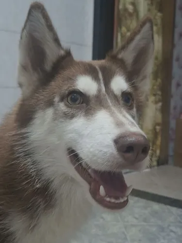 Cachorro husky siberiano