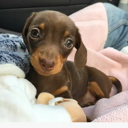 Uma Companhia Cheia de Amor dachshund teckel macho chocolate 